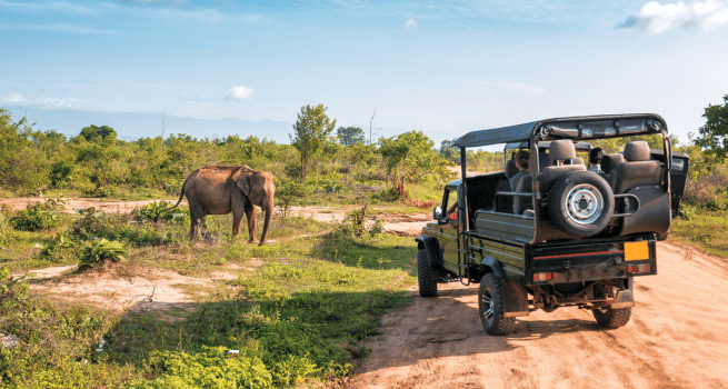 Tanzania Safari Tours